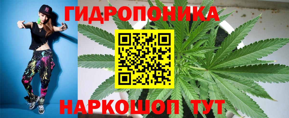 Конопля сатива Сальск